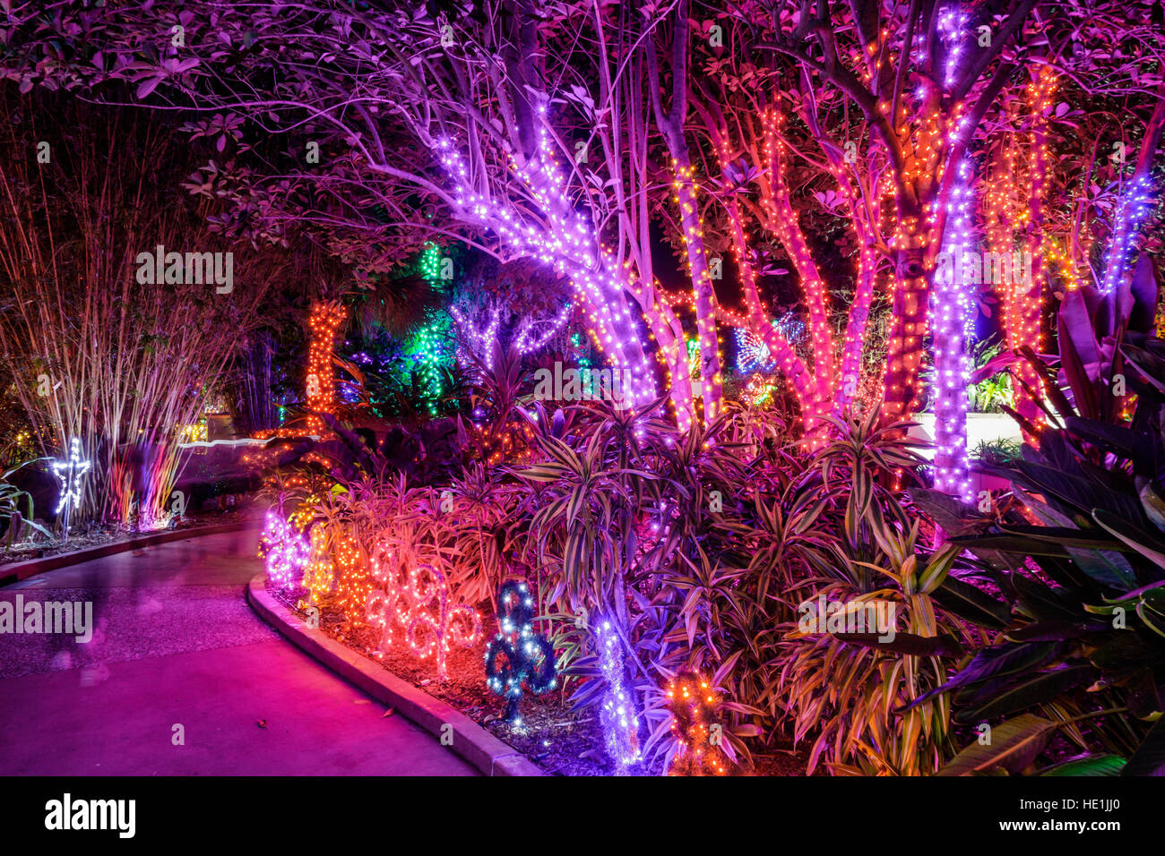 Floride Saint-Pétersbourg,Largo,Florida Botanical Gardens,Holiday Lights,hiver,Noël,nuit de vente d'exposition,FL161129138 Banque D'Images
