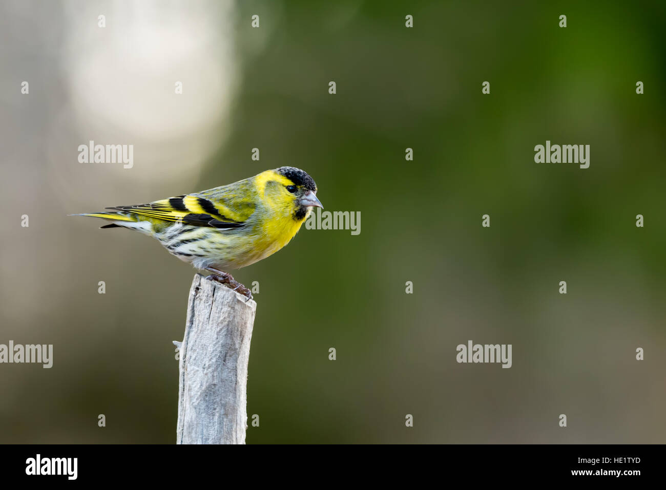 Un tarin des pins (Carduelis spinus) mâle en haut d'un roundpole avec un arrière-plan de nice Banque D'Images