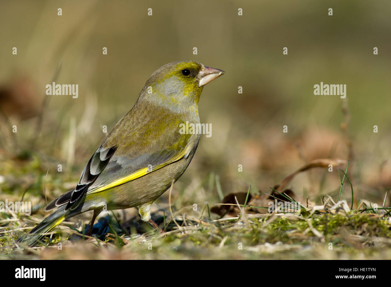 Un gros plan de la belle femme Verdier (Carduelis chloris) pour regarder les ennemis avec un beau bokeh Banque D'Images
