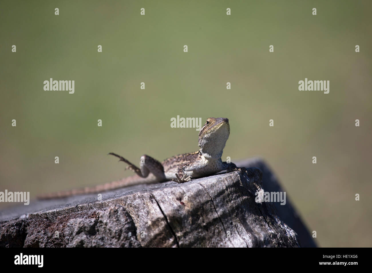 22 Février 2015 : un lézard, Jacky (Amphibolurus muricatus) sur une souche à une plage de galets dans le Parc National de Murramarang, NSW, Australie. . Banque D'Images