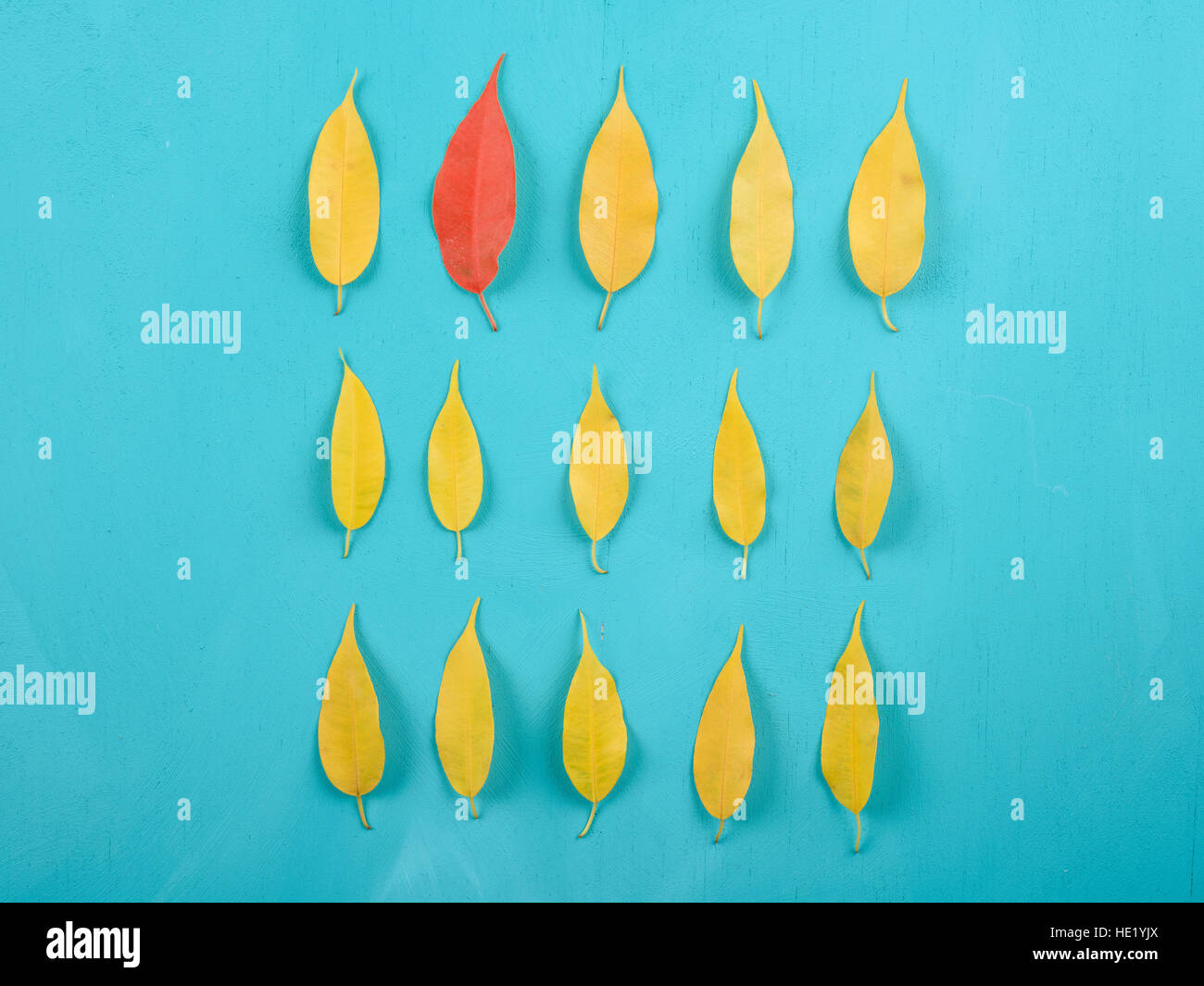 La feuille rouge en tas de feuilles d'automne jaune sur la table en bois Turquoise Banque D'Images