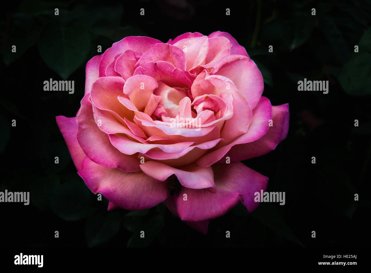 Une belle rose rose sur fond noir Banque D'Images