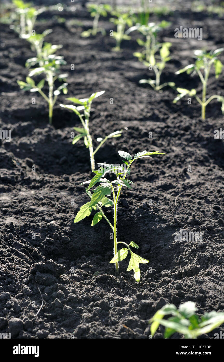 Lignes de la plantules de tomate fraîchement planté Banque D'Images