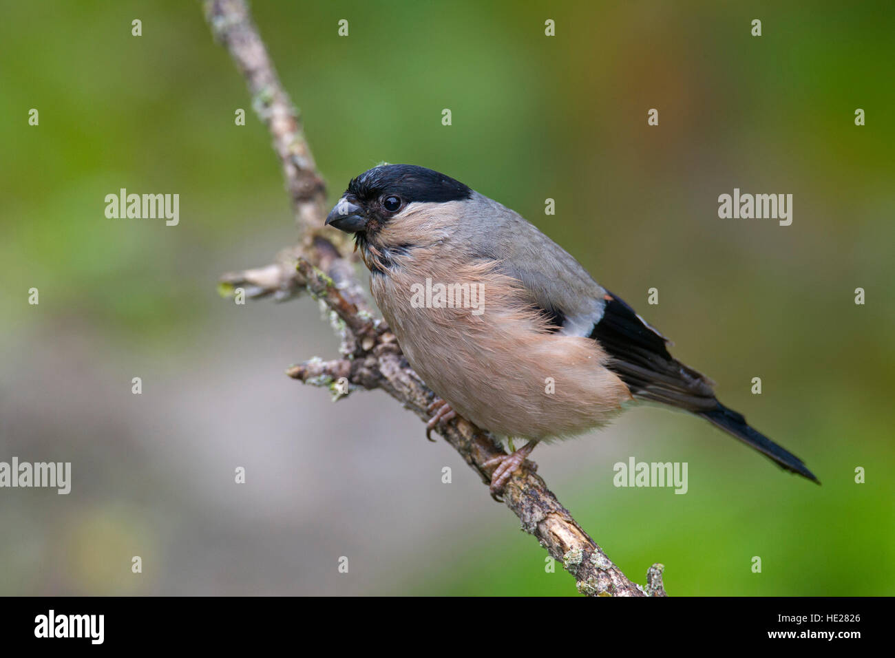 Bouvreuil commune / Canard colvert (Pyrrhula pyrrhula) femmes perché dans l'arbre Banque D'Images