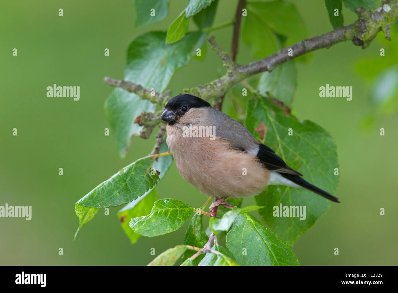 Bouvreuil commune / Canard colvert (Pyrrhula pyrrhula) femmes perché dans l'arbre Banque D'Images