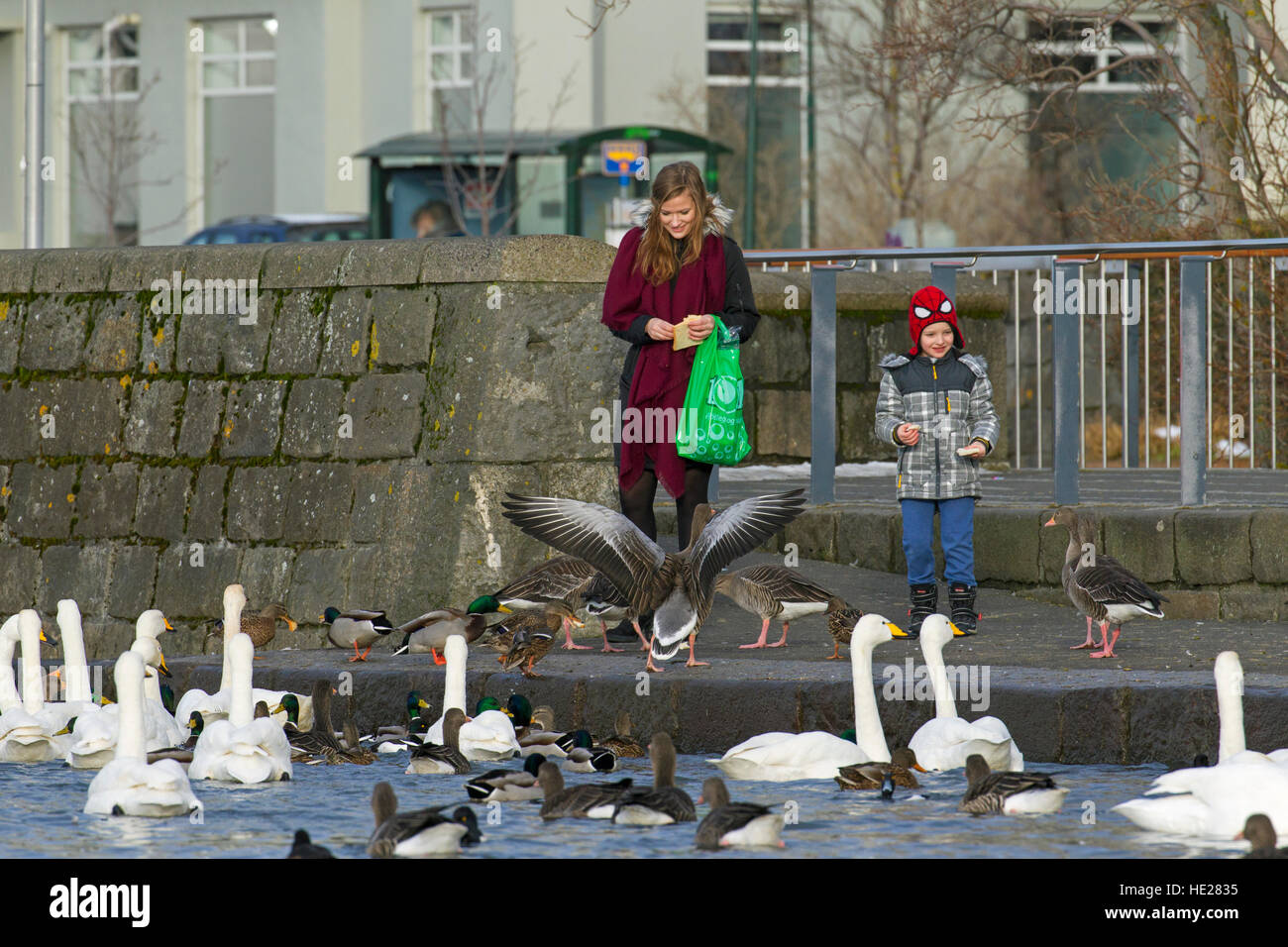 Mère avec l'alimentation de l'enfant vieux pain aux canards, oies et cygnes chanteurs au lac dans le parc de la ville en hiver Banque D'Images