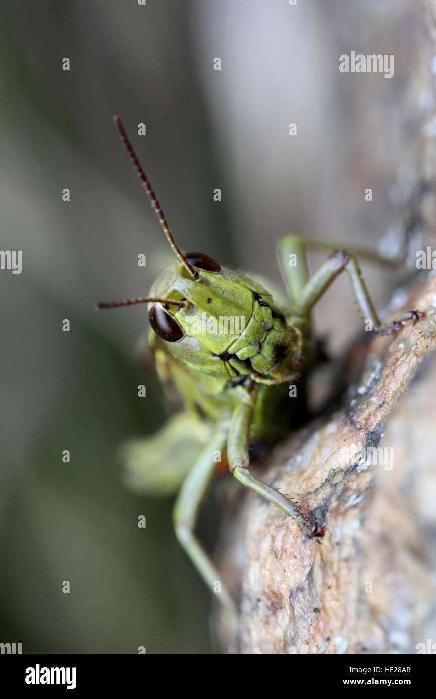 Grand le criquet, Stethophyma grossum Banque D'Images