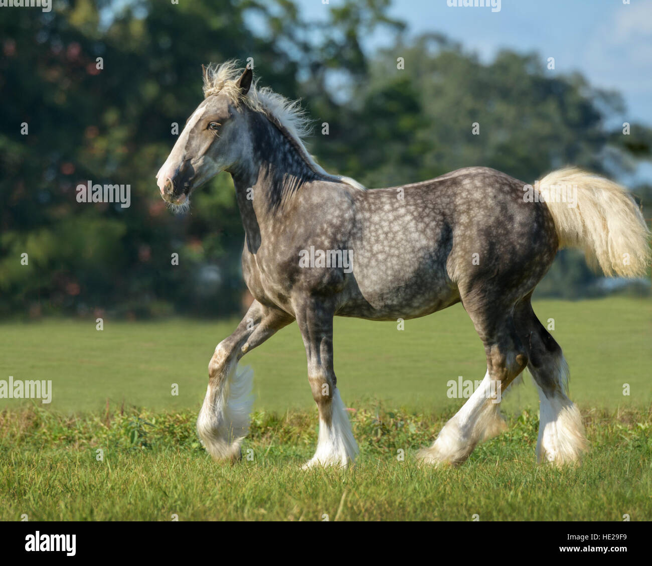 Gypsy Vanner Cheval Jument et poulain poulain Banque D'Images