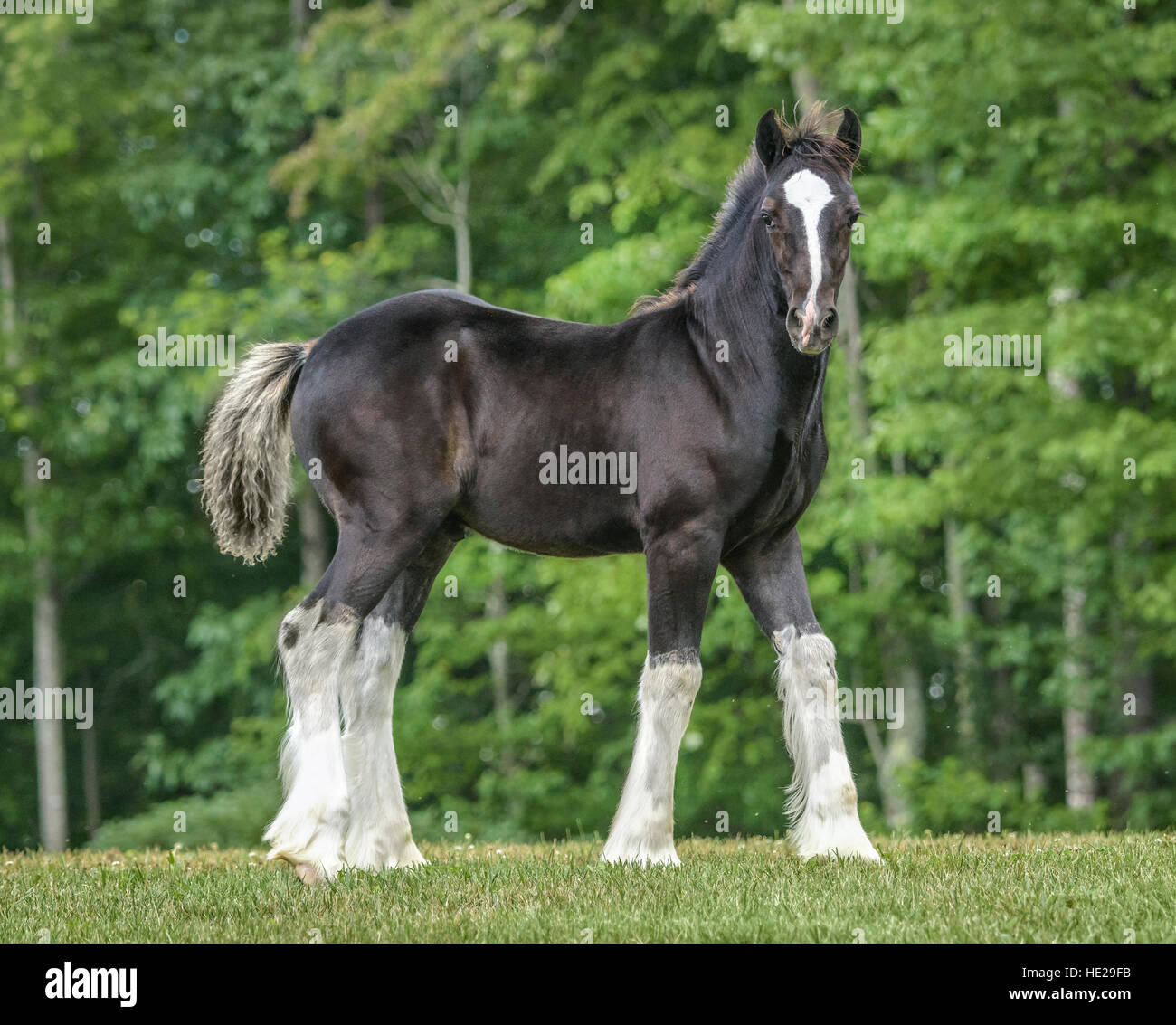 Gypsy Vanner horse foal stands et pose Banque D'Images