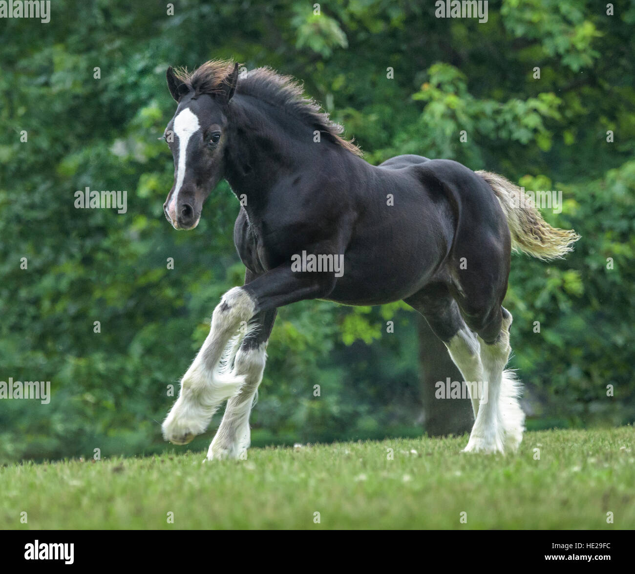 Gypsy Vanner horse weanling poulain Banque D'Images