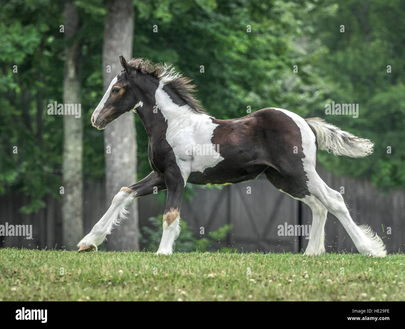 Gypsy Vanner horse weanling poulain Banque D'Images