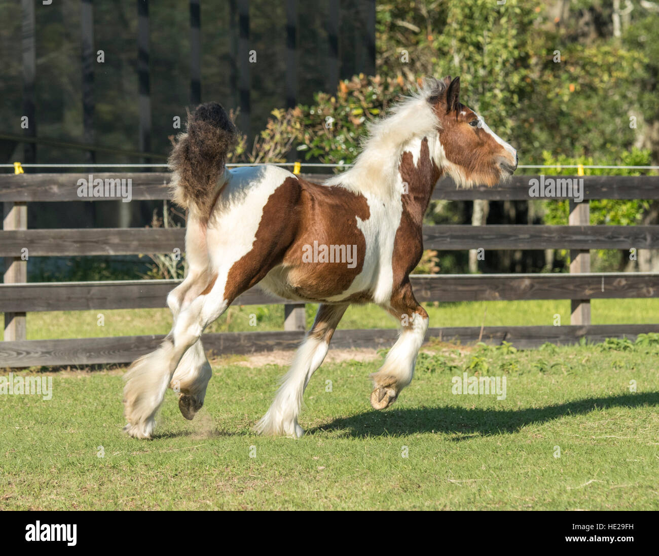 Gypsy Vanner Horse weanling filly Banque D'Images
