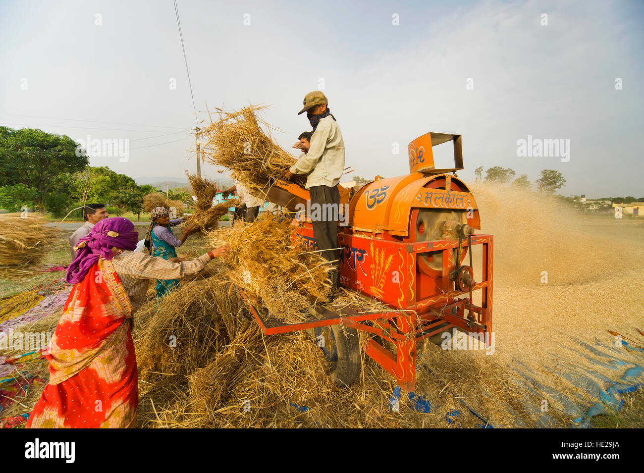 Les Indiens travaillant sur une récolte de blé fraîchement récolté à Chotti Haldwani village de Kaladunghi Banque D'Images