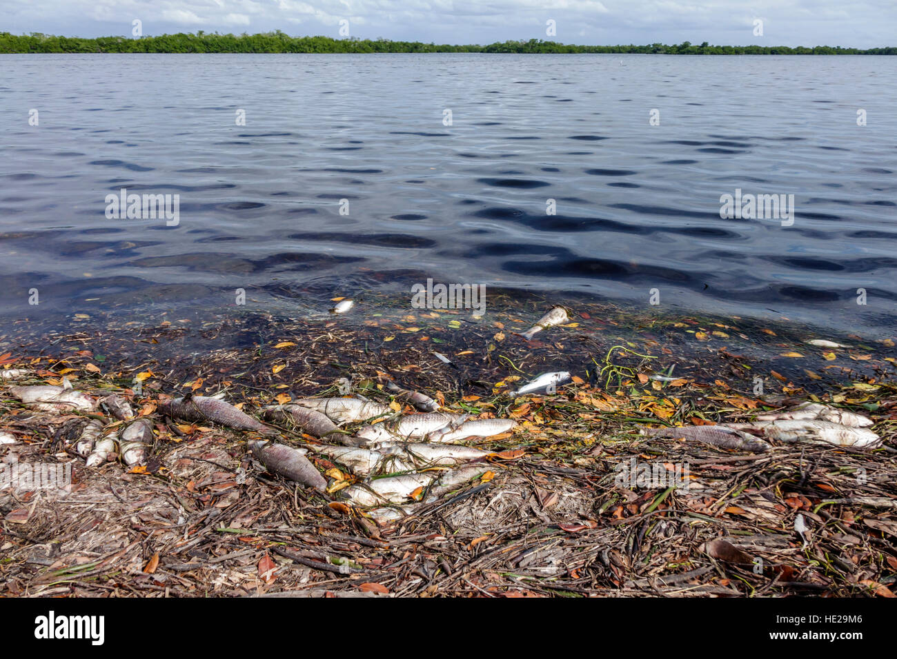 Florida Sanibel Island, J. N. J. N. JN Ding Darling National Wildlife refuge, poissons morts à marée rouge, Sanibel Bayou, FL161129253 Banque D'Images