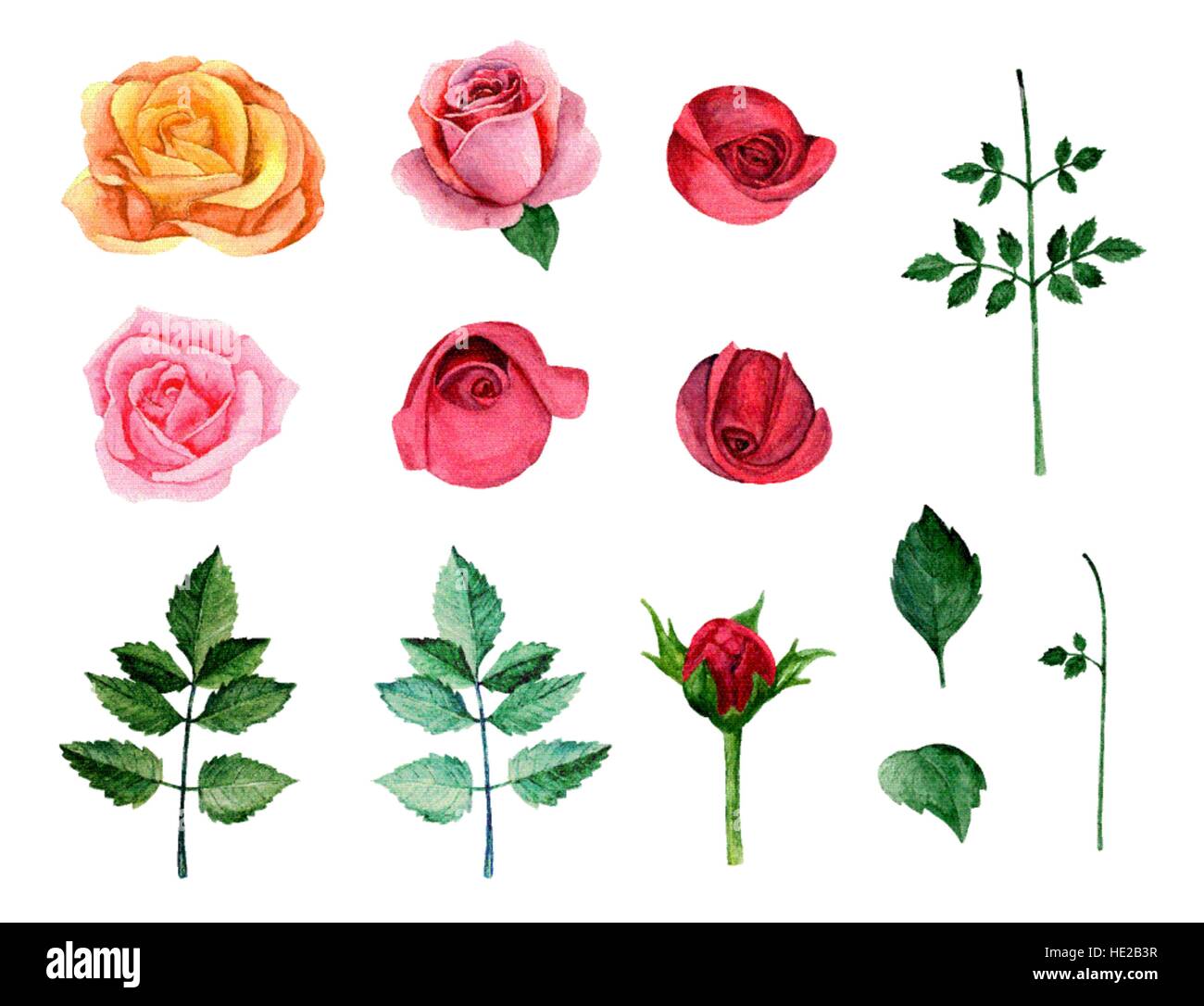 Roses rouges et roses aquarelle clipart vecteur. Clip art botanique ...