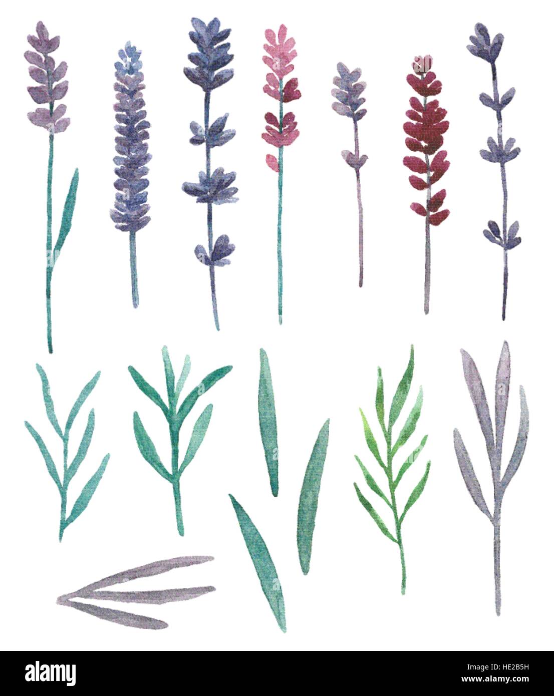 Aquarelle de lavande. Fleurs sauvages et grass field vector clip art floral violet Illustration de Vecteur