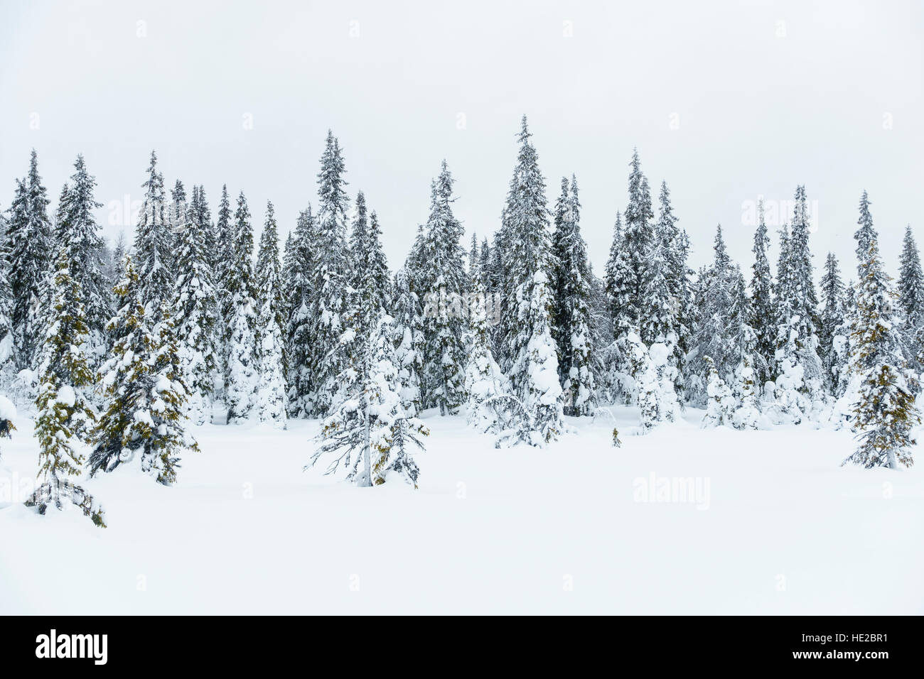 Arbres couverts de neige, Vindelfjällen, Suède Banque D'Images