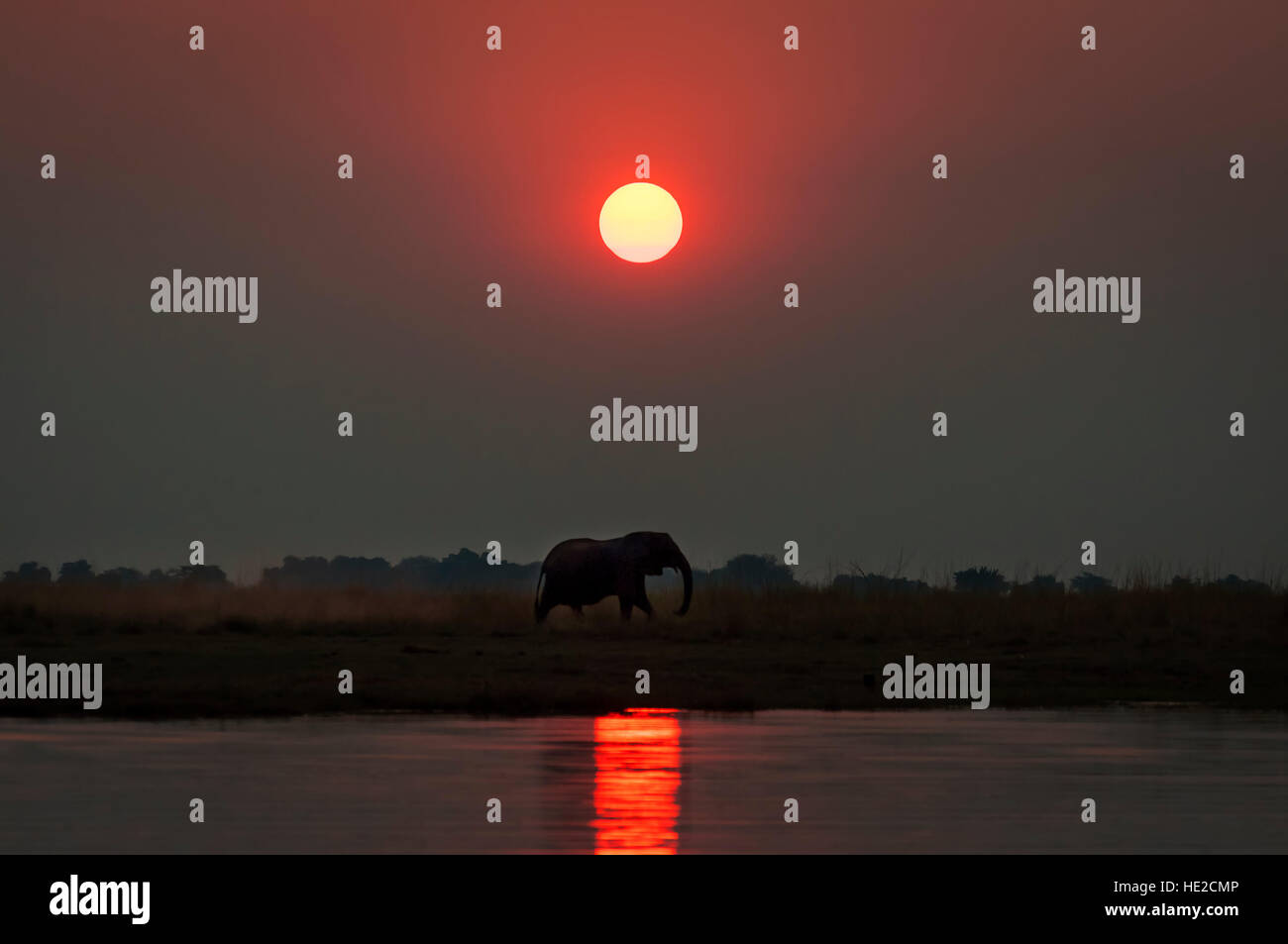 Silhouette d'un elepanhts au coucher du soleil dans le Parc National de Chobe au Botswana ; notion de voyage et safari en Afrique voyage Banque D'Images Silhouette d'un elepanhts au coucher du soleil dans le Parc National de Chobe au Botswana ; notion de voyage et safari en Afrique voyage Banque D'Images