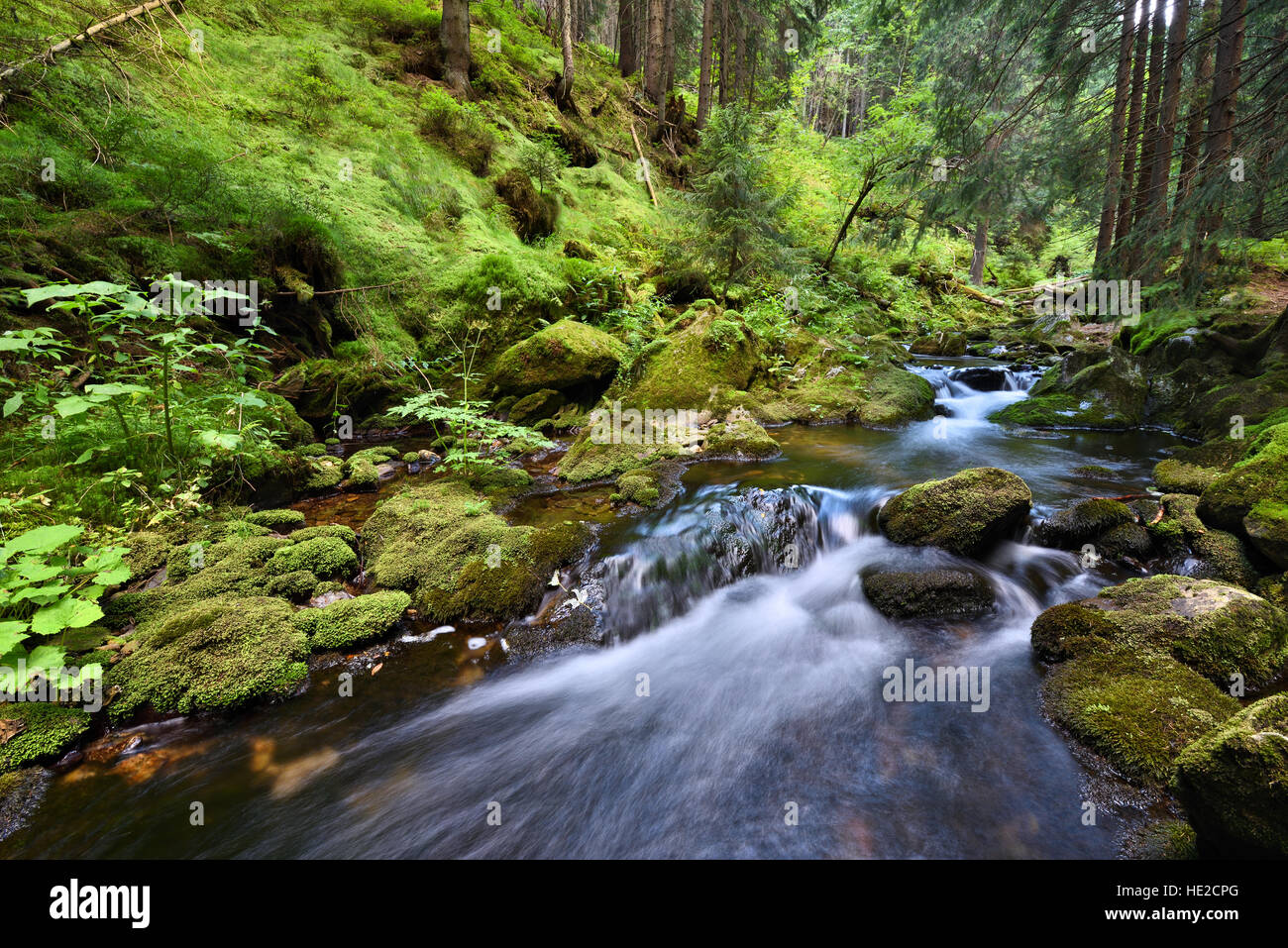 Dans un ruisseau de montagne Swift deep green valley Banque D'Images