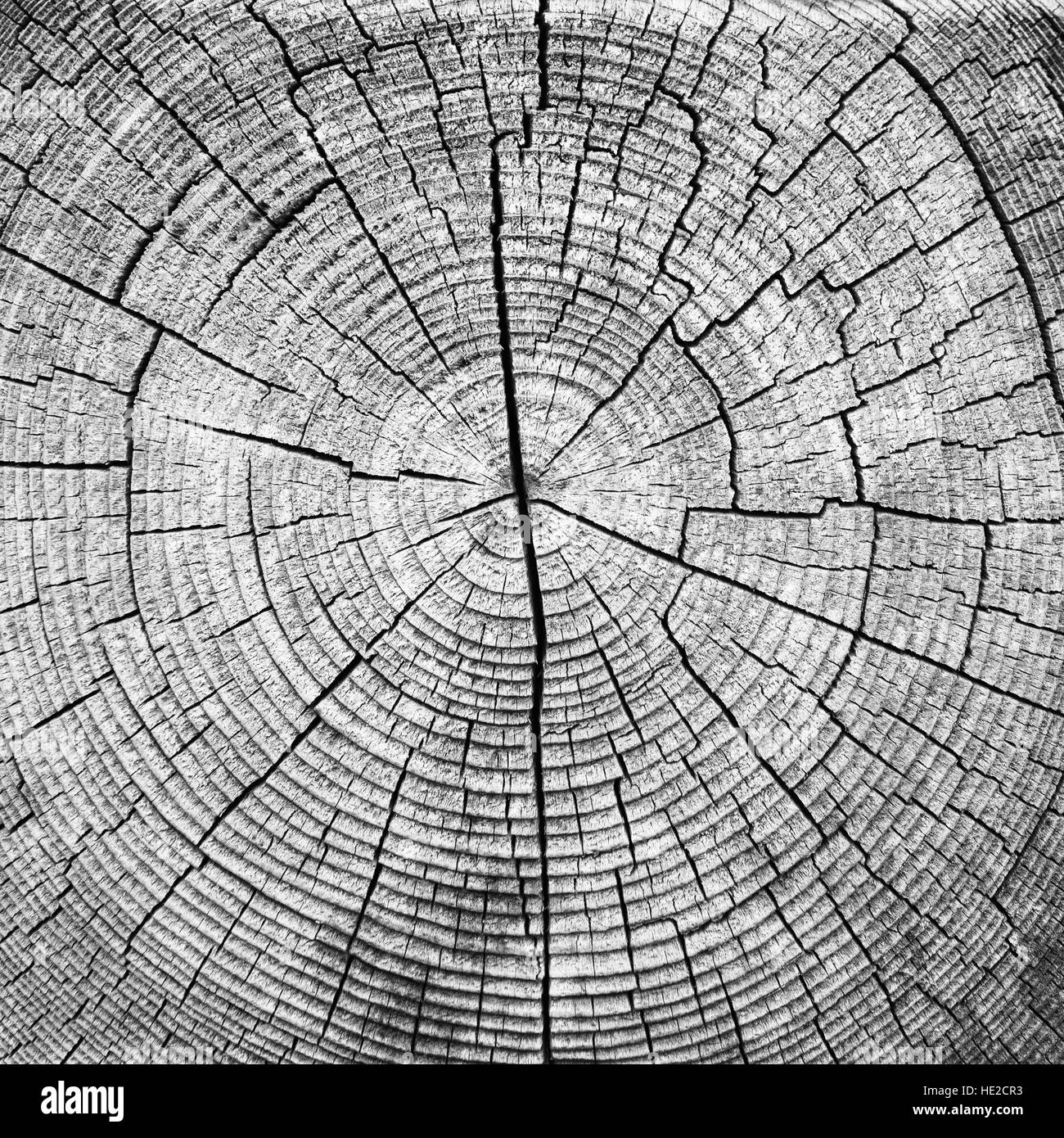 Vue en coupe d'un tronc coupé fin texture bois Banque D'Images