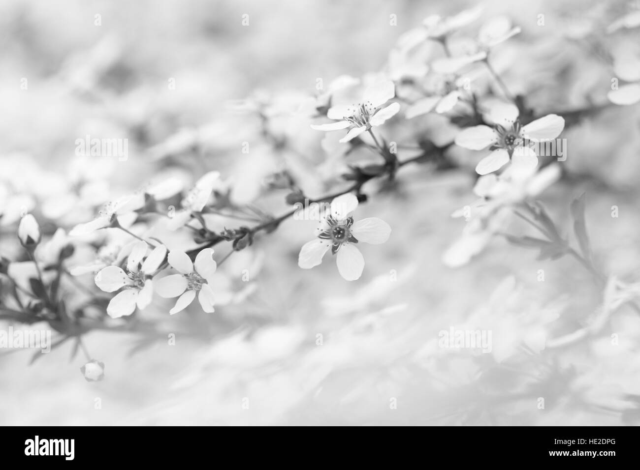 Direction générale de printemps fleurs de pommiers en fleurs en noir et blanc Banque D'Images