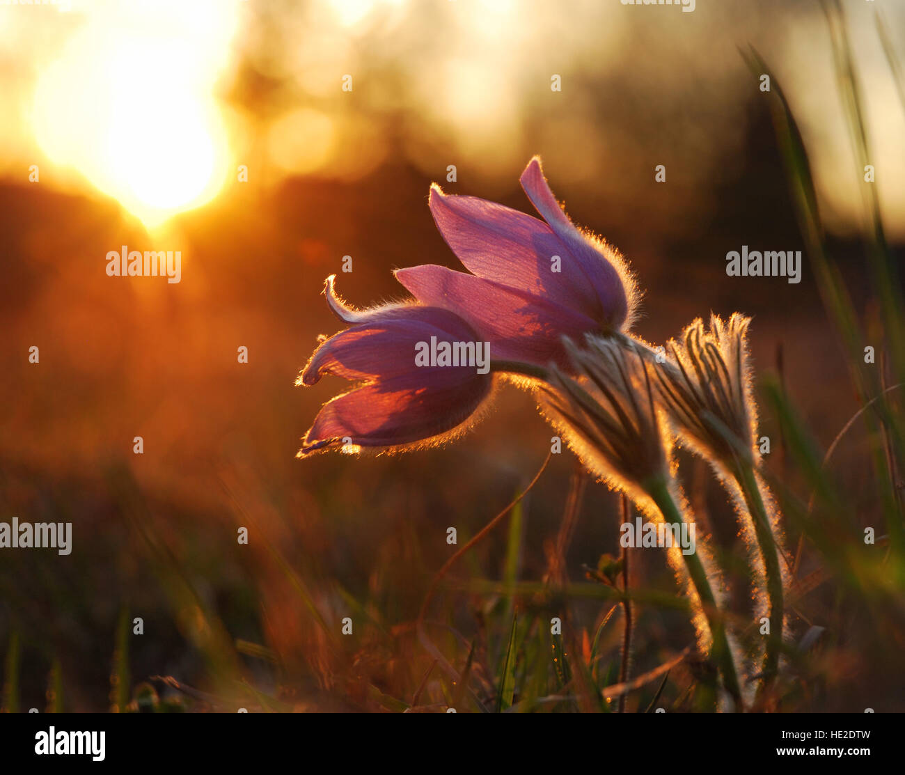 Pasque fleur sauvage dans coucher de soleil lumière du soir Banque D'Images