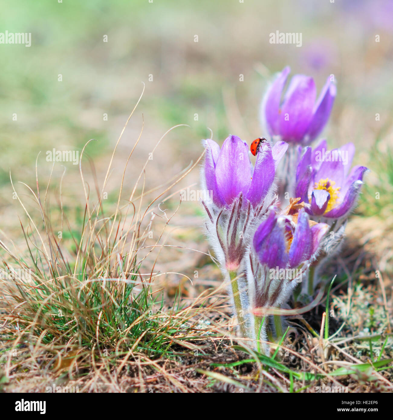 Pasque fleur sauvage avec coccinelle sous le soleil de printemps Banque D'Images