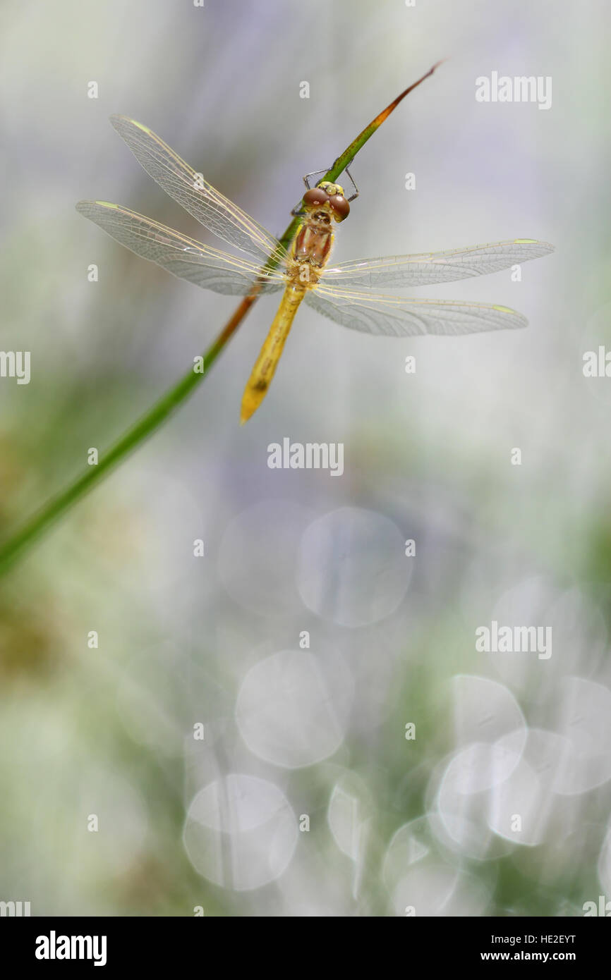 Les jeunes repéré vert libellule assis sur un plant Banque D'Images