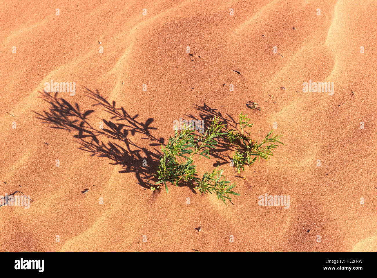 Plantes sur Rose des sables, l'arrière-plan. Banque D'Images