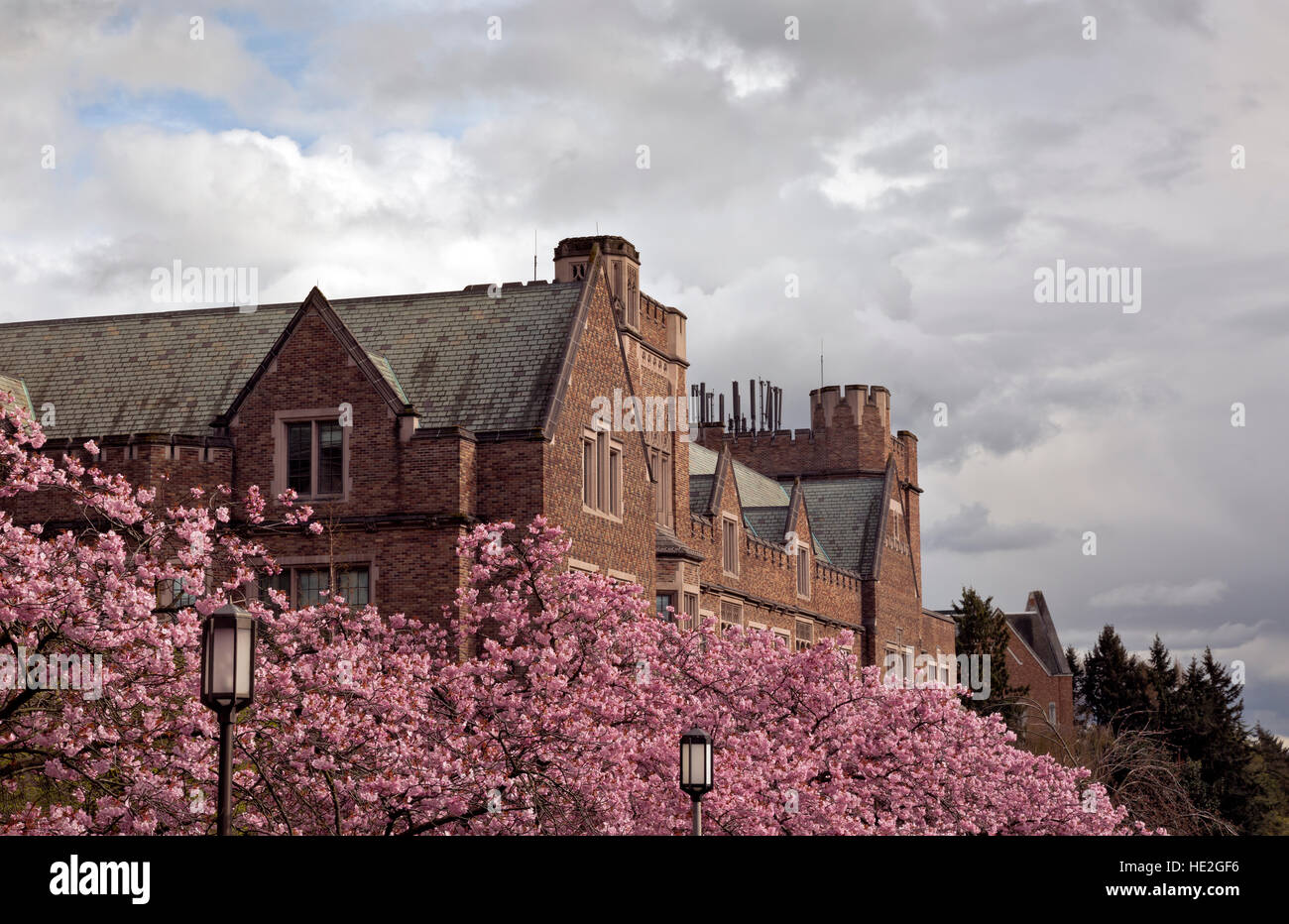 WA12988-00....WASHINGTON - Fleurs de cerisier près de la Mary Gates bâtiment à l'Université de Washington Seattle campus. Banque D'Images