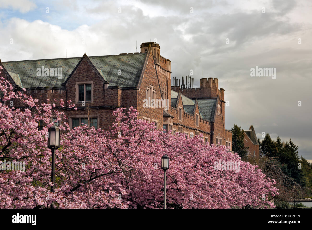 WA12989-00....WASHINGTON - Fleurs de cerisier près de la Mary Gates bâtiment à l'Université de Washington Seattle campus. Banque D'Images