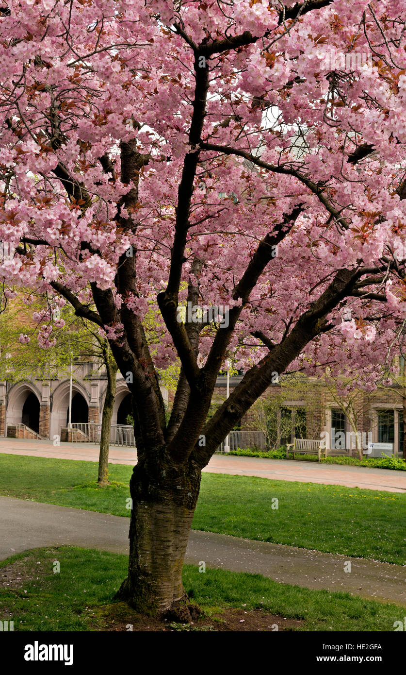 WA12990-00....WASHINGTON - Fleurs de cerisier près de la Mary Gates bâtiment à l'Université de Washington Seattle campus. Banque D'Images