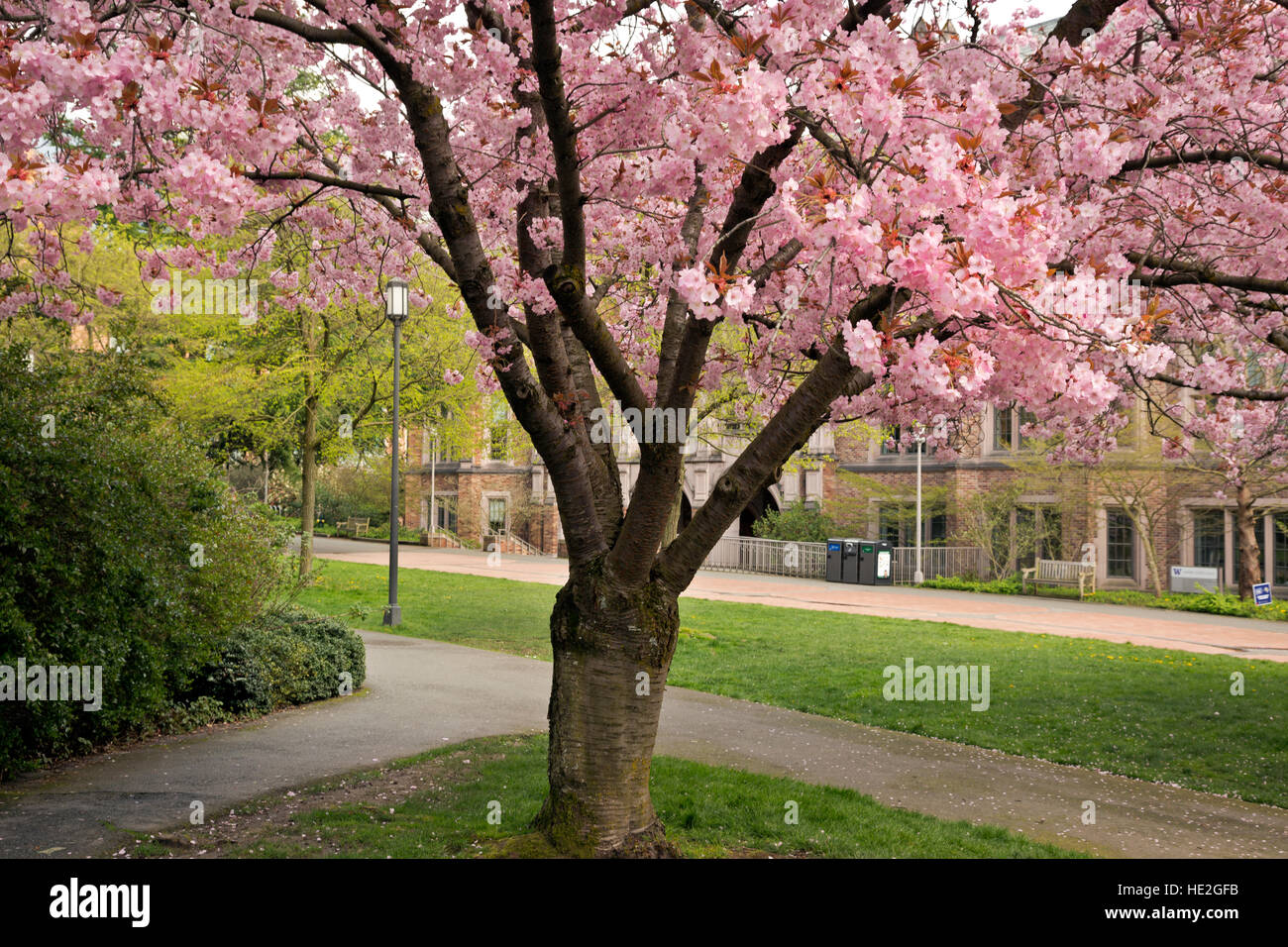 WA12991-00....WASHINGTON - Fleurs de cerisier près de la Mary Gates bâtiment à l'Université de Washington Seattle campus. Banque D'Images