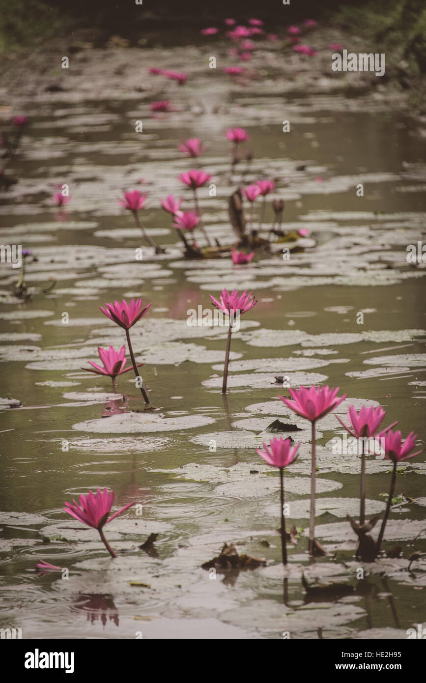 Fleurs de lotus pourpre dans un étang vietnamiens Banque D'Images