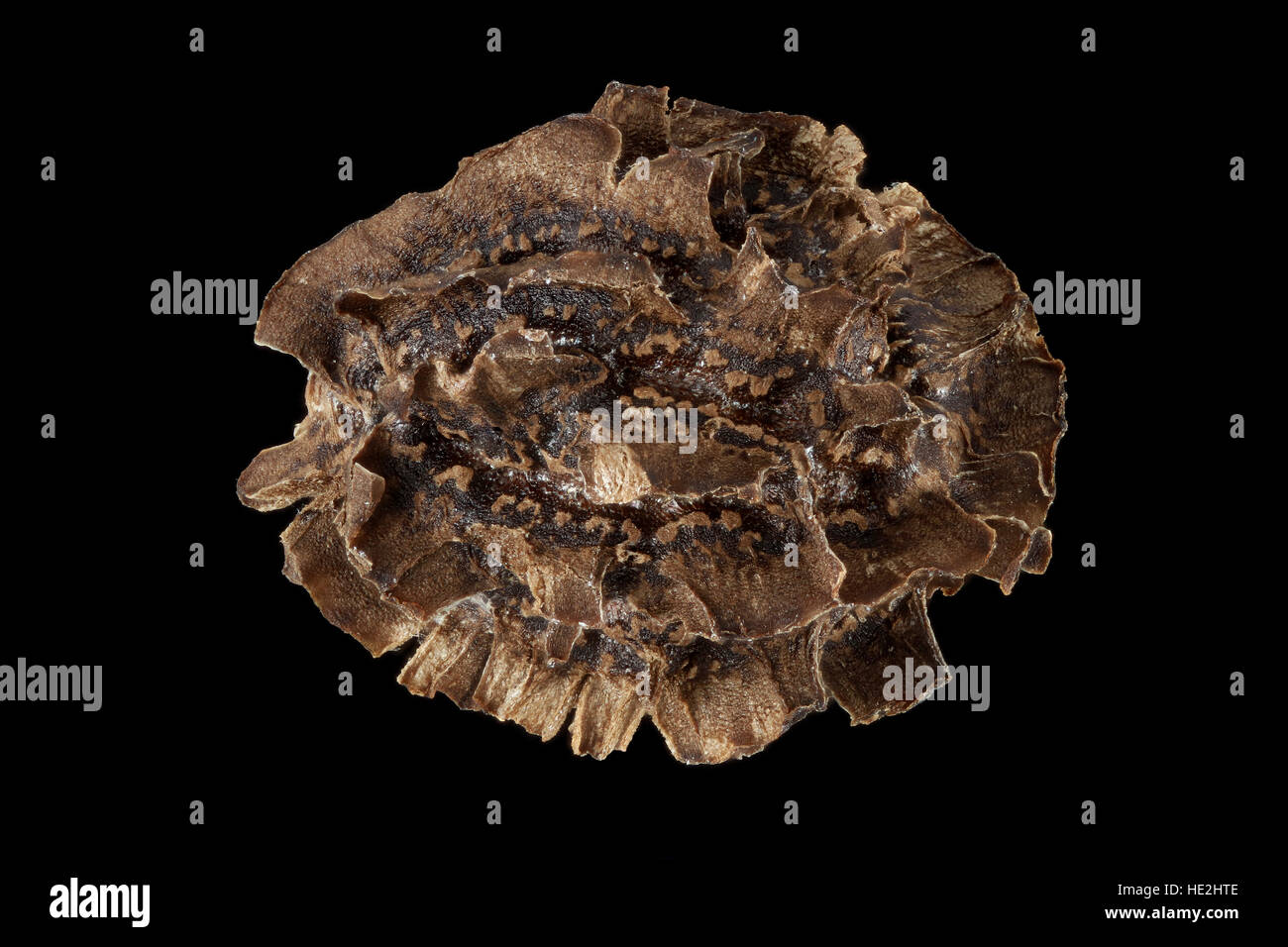 Carica papaya, la papaye, les semences, Close up, la taille des graines de 4 à 6 mm Banque D'Images