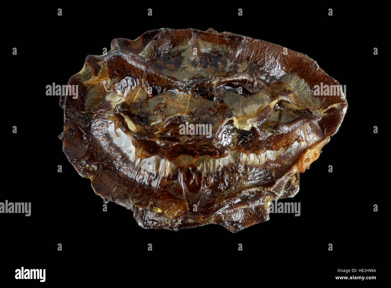 Carica papaya, la papaye, les semences, Close up, la taille des graines de 4 à 6 mm Banque D'Images