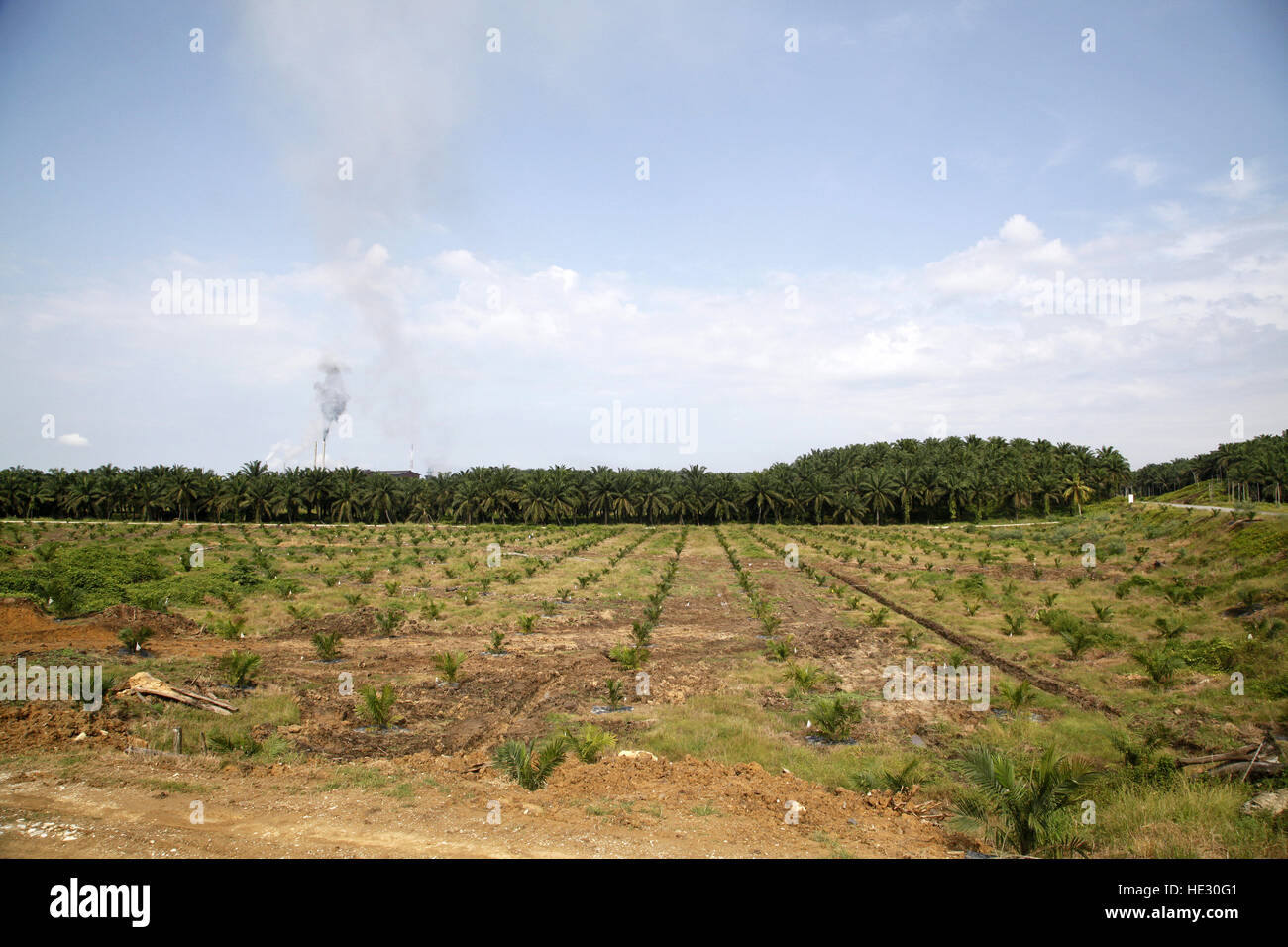 Plantation de palmier à huile dans la région de Sabah, Bornéo, Malaisie Banque D'Images
