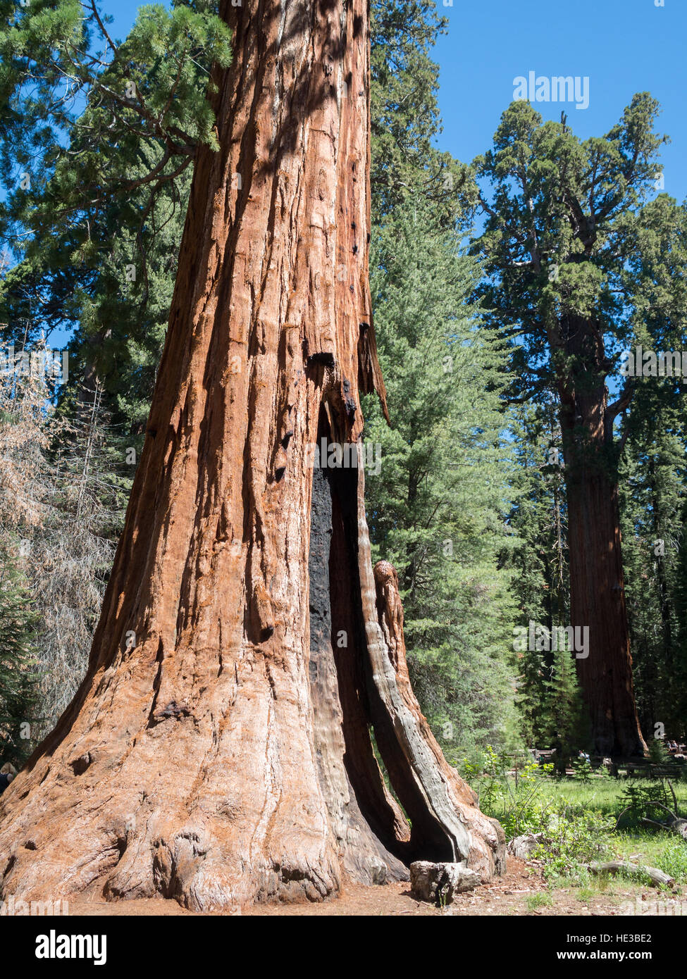 Base de l'arbre séquoia géant avec certaines marques de brûlure Banque D'Images