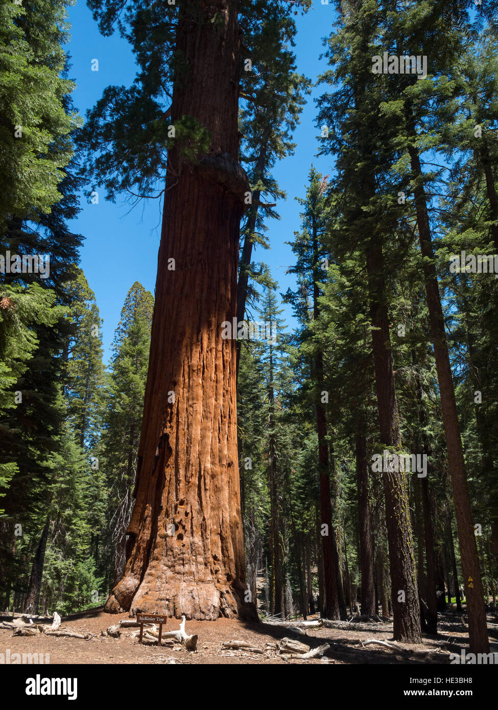 Arbre généalogique McKinley, le séquoia géant Banque D'Images