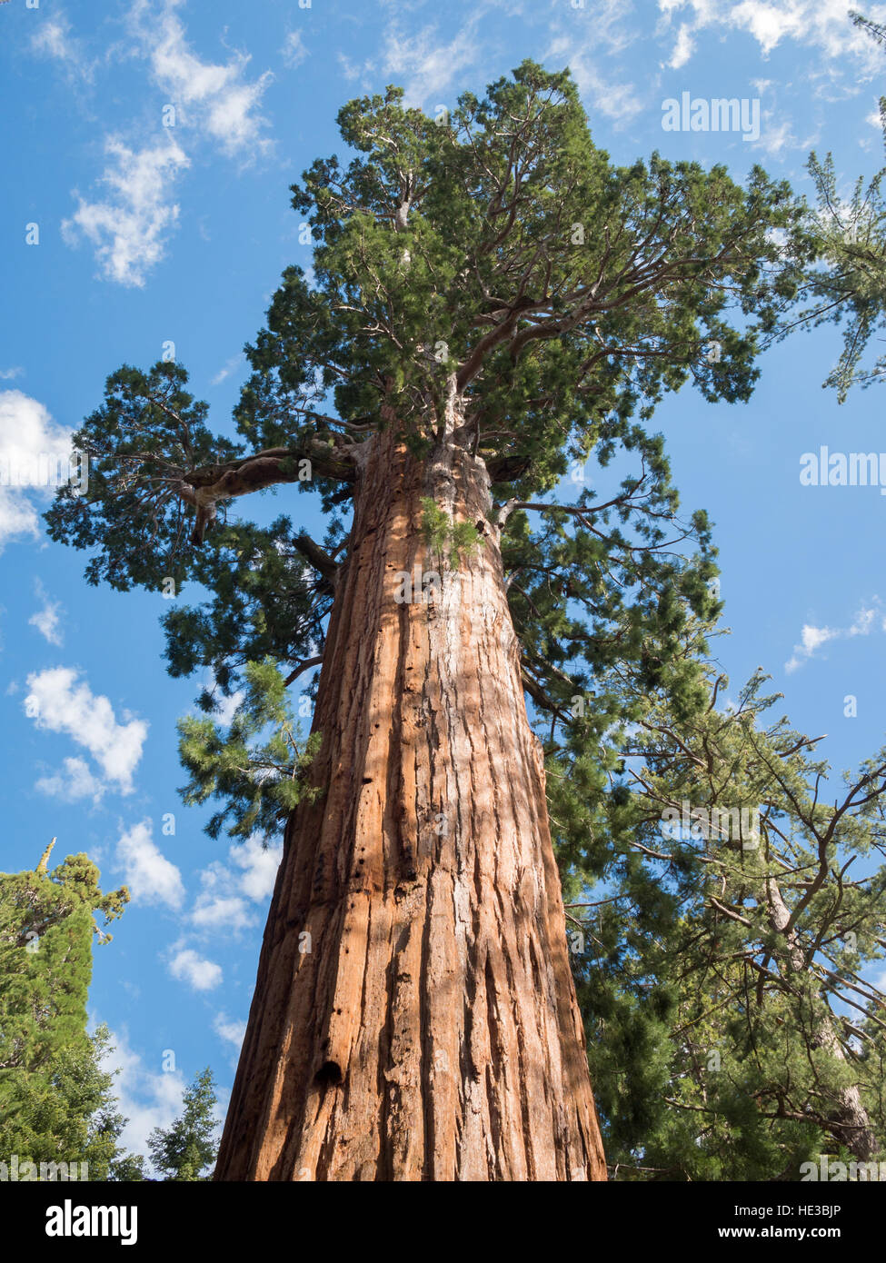 General Sherman Tree, le séquoia géant Banque D'Images