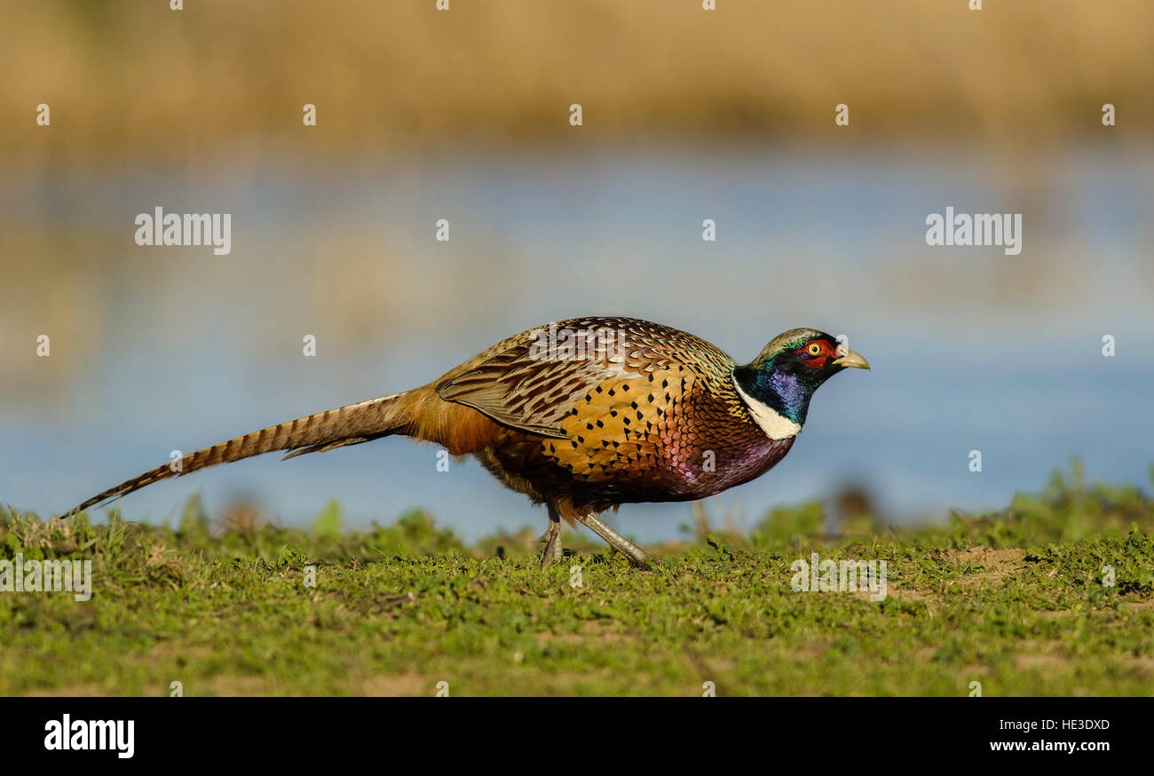 Faisan de Colchide (Phasianus colchicus) marcher le long de River Bank Banque D'Images