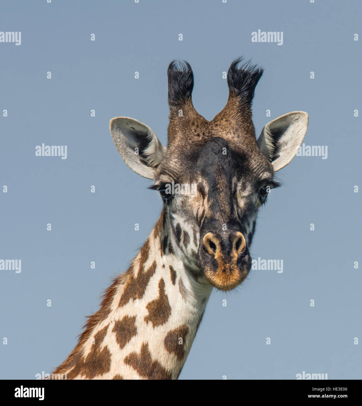 Les Masais Girafe (Giraffa camelopardalis tippelskirchi) portrait Banque D'Images