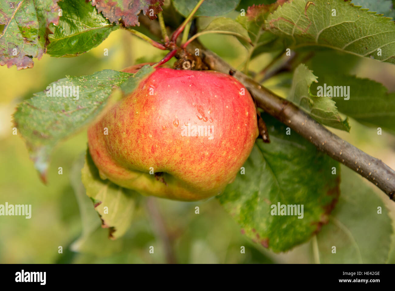 James Grieve maturation variété de pomme, Ecosse, Royaume-Uni Banque D'Images