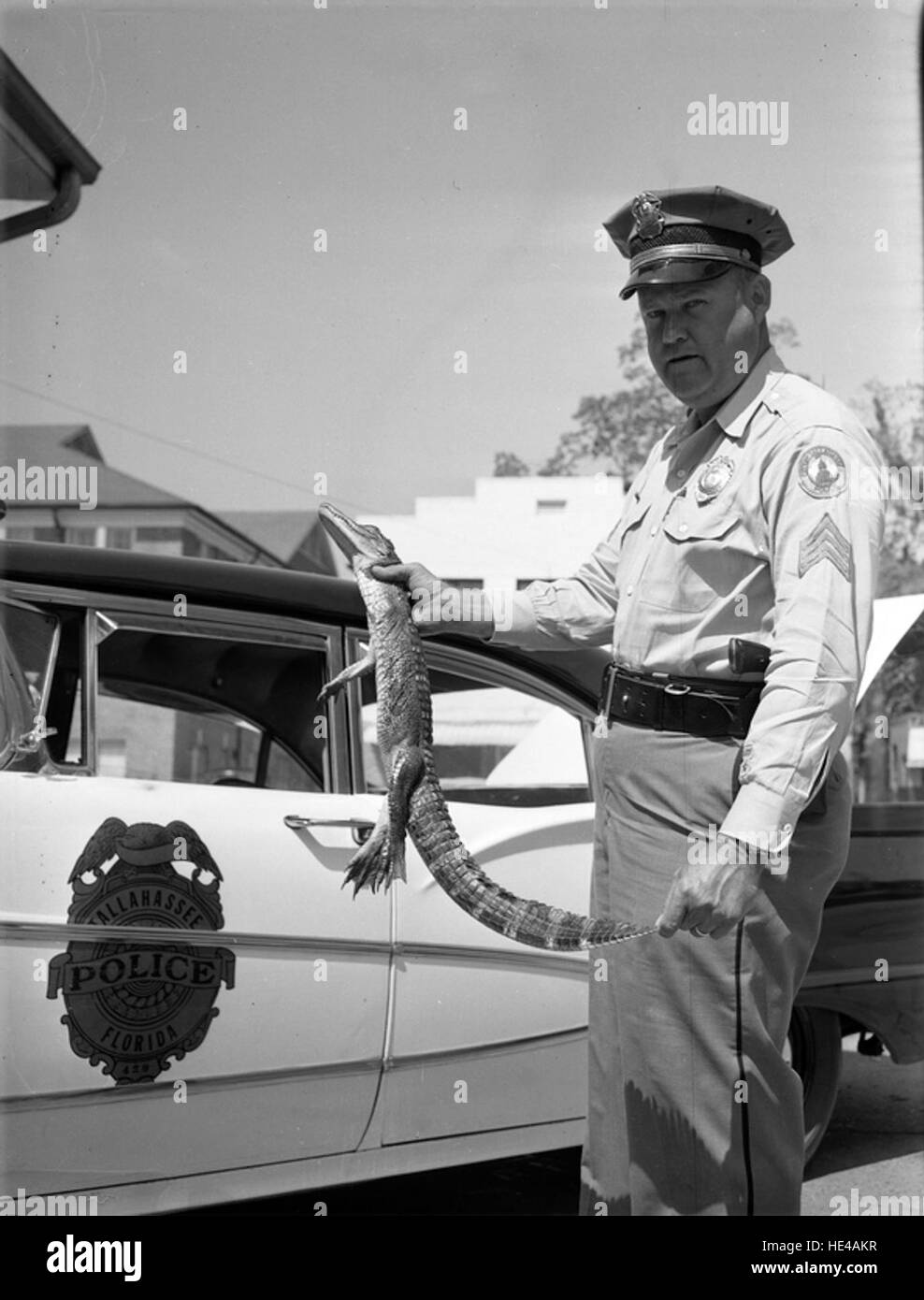 Cette image historique montre le sergent de police Herbert Coleman de Tallahassee tenant un petit alligator trouvé dans la région. La photographie reflète les interactions uniques entre les habitants et la faune en Floride, capturant un moment dans le passé de la région. Banque D'Images