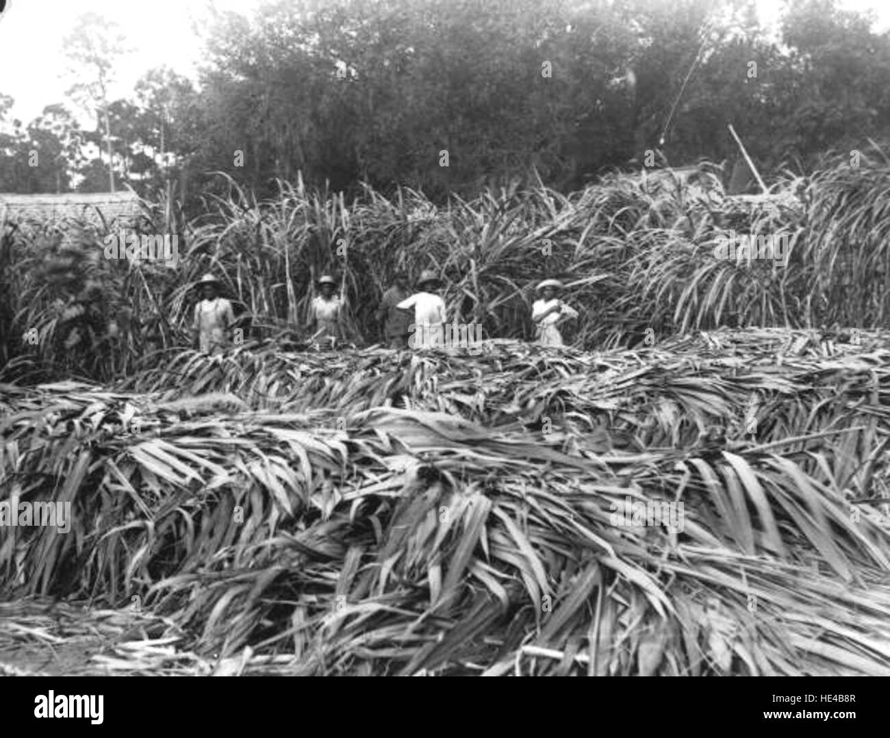 Cette image du comté de Wakulla représente des ouvriers agricoles dans les champs, capturant un aspect de la vie rurale dans l'histoire agricole de la Floride, en se concentrant plus particulièrement sur les cultures comme la canne à sucre. Banque D'Images