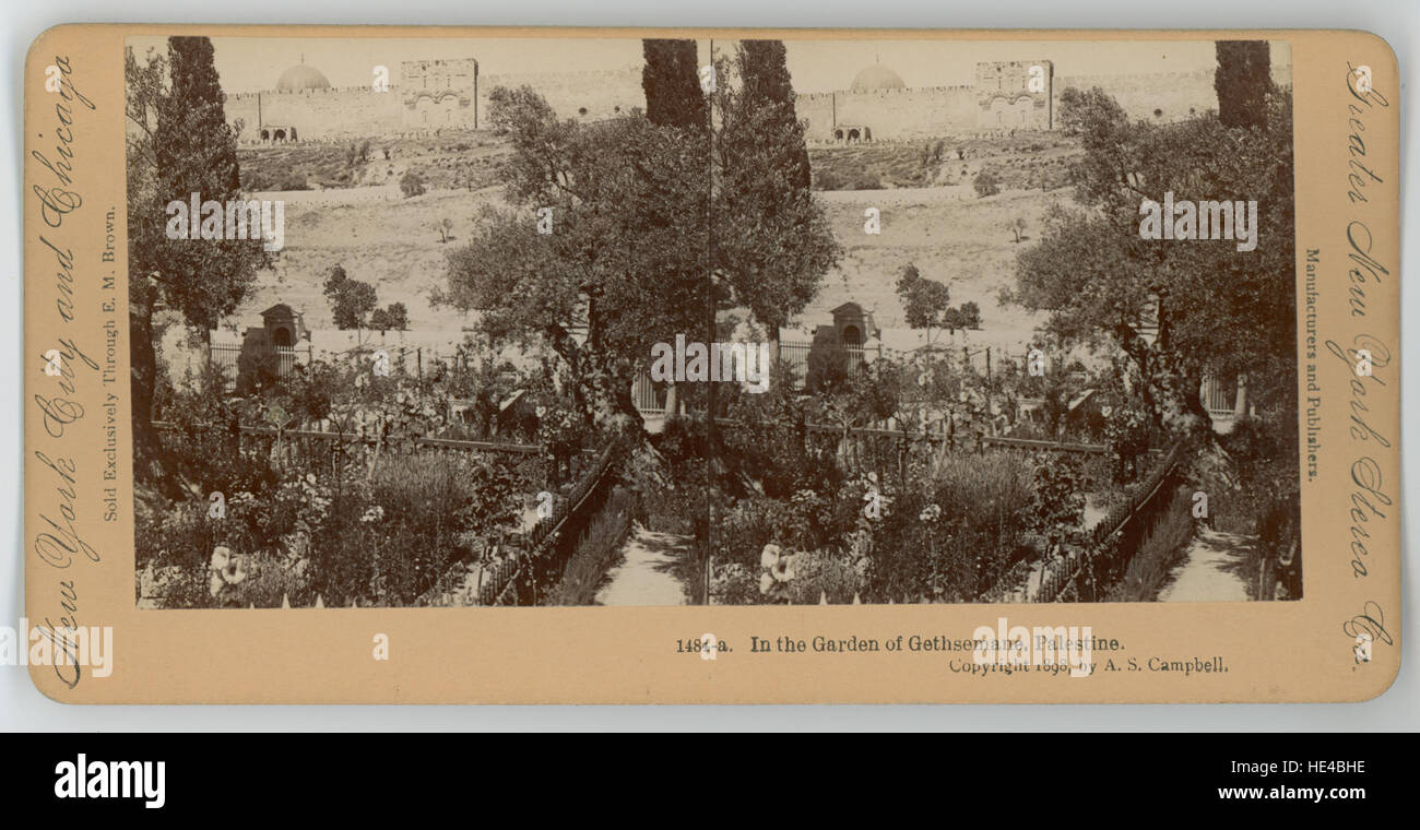 Cette scène historique du jardin de Gethsémané en Palestine représente le moment biblique de la prière de Jésus avant sa crucifixion. Le cadre paisible du jardin contraste avec la signification spirituelle intense de l'événement. Banque D'Images