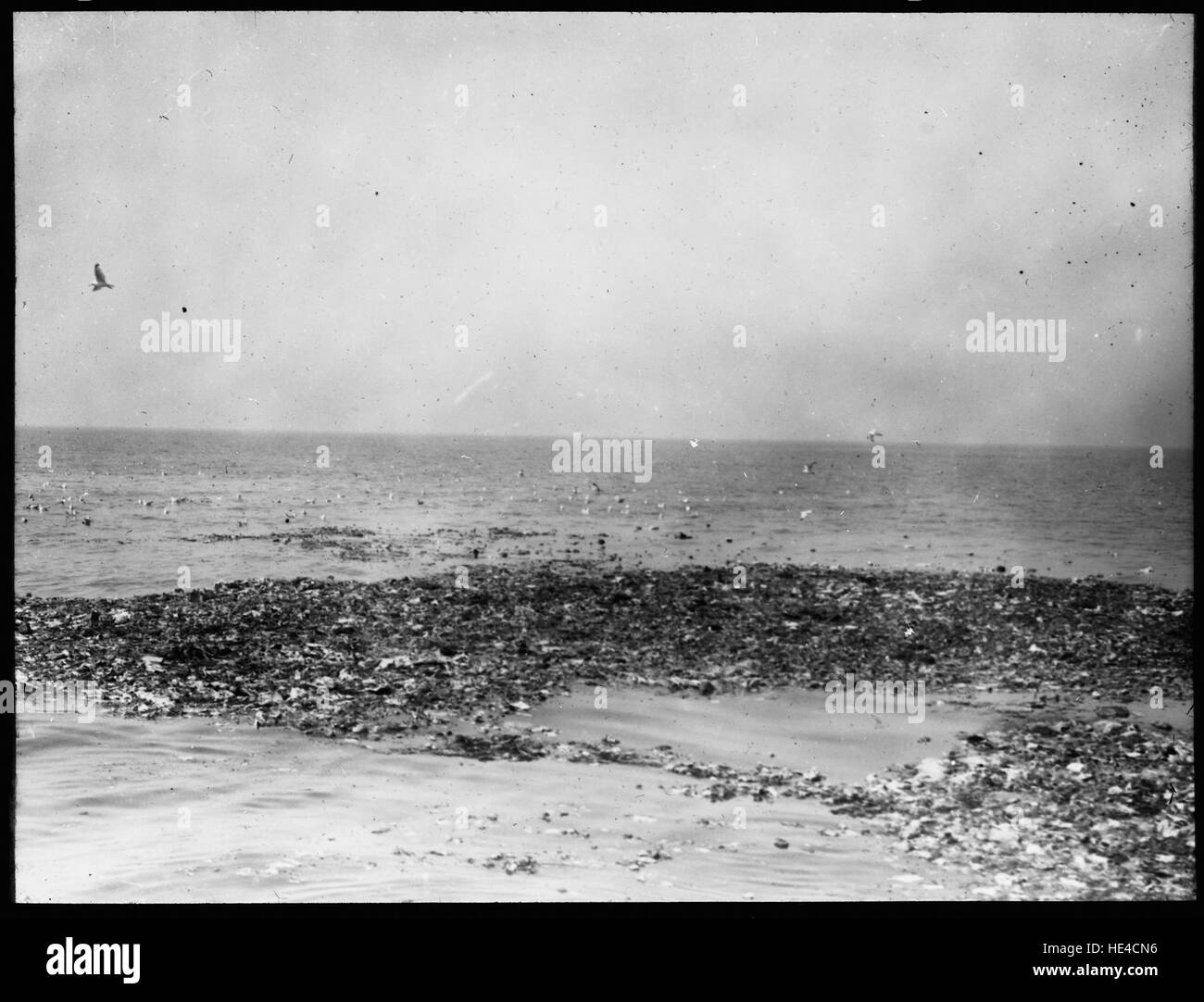 Une photographie capturant des oiseaux au-dessus de la mer sur la plage près de Den Helder, mettant en valeur le paysage naturel de la région. Banque D'Images
