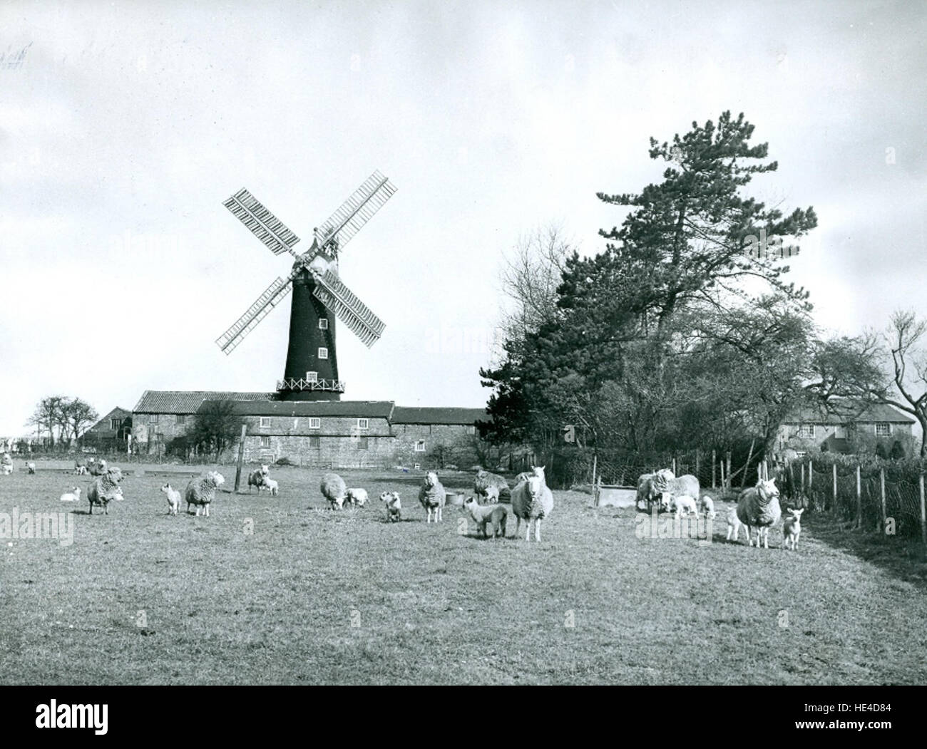 Moulin à vapeur Skidby qui DDX 1950272-11 Banque D'Images