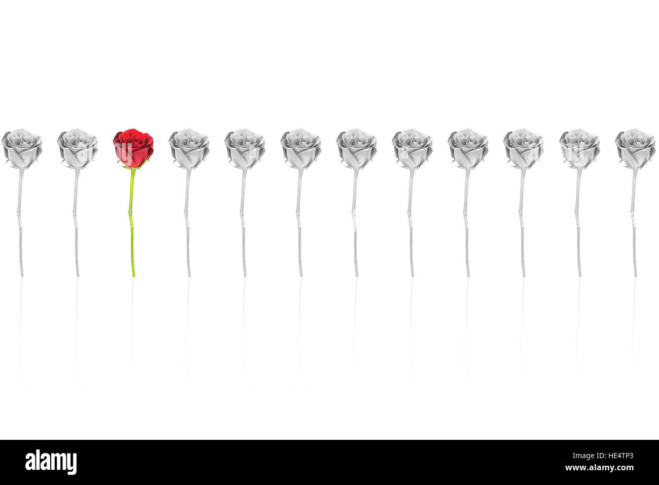 Noir et blanc 12 roses et une rose rouge debout Banque D'Images