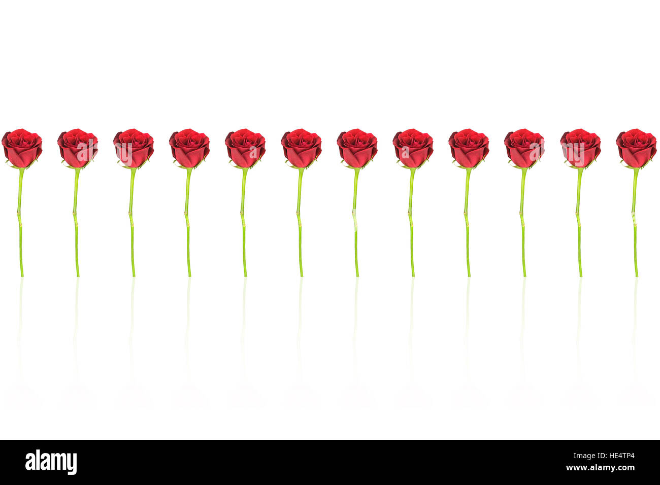 12 roses rouges sur fond blanc Banque D'Images